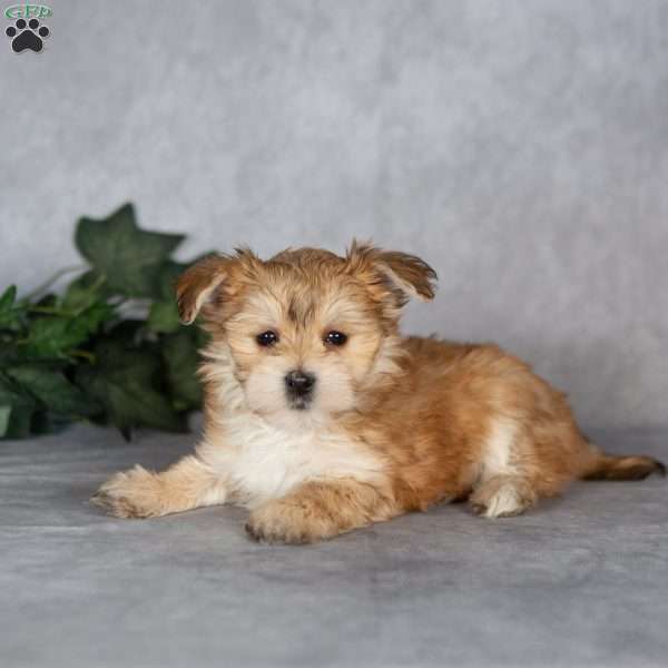 Giggles, Morkie / Yorktese Puppy